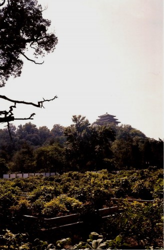 arbrebeijing.jpg